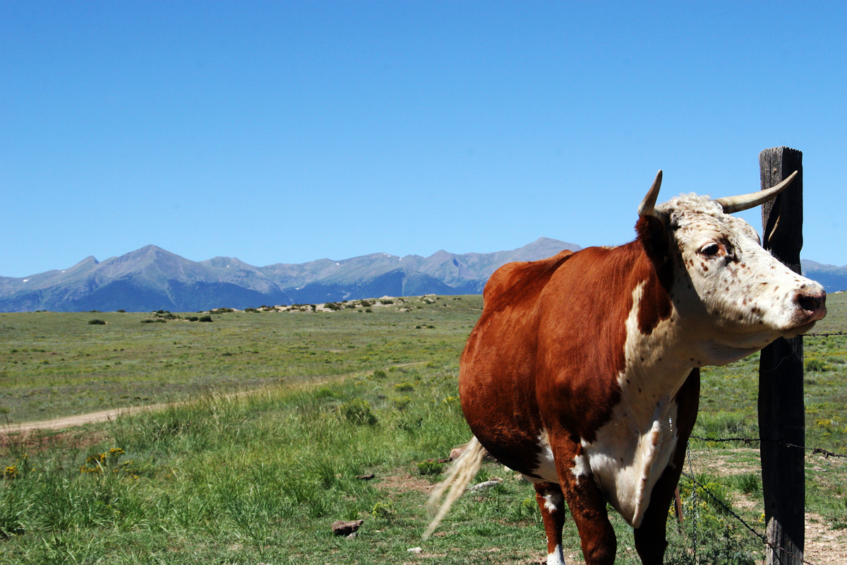 bigstock Organic Beef 3592358