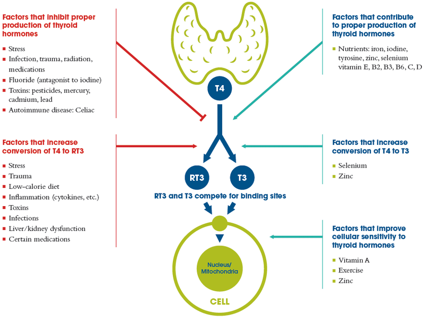 Factors-that-Affect-Thyroid-Function-The-Institute-for-Functional-Medicine-2014 Factors that Affect Thyroid Function The Institute for Functional Medicine 2014